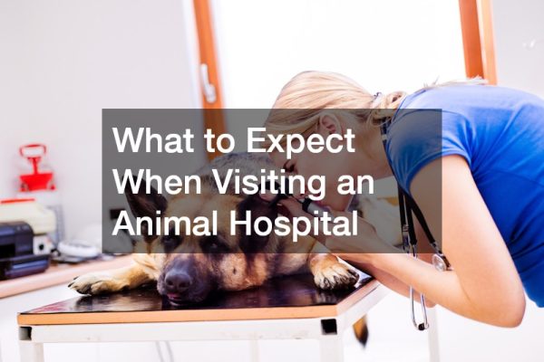 What to Expect When Visiting an Animal Hospital