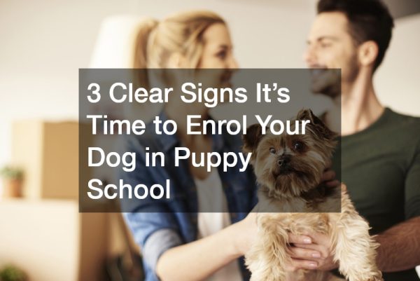 3 Clear Signs It’s Time to Enrol Your Dog in Puppy School
