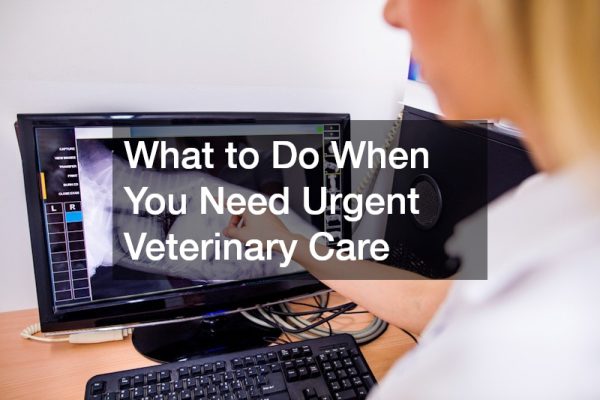 What to Do When You Need Urgent Veterinary Care