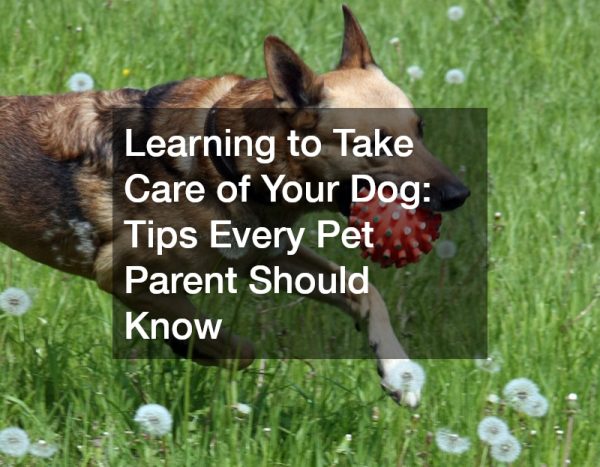 Learning to Take Care of Your Dog: Tips Every Pet Parent Should Know